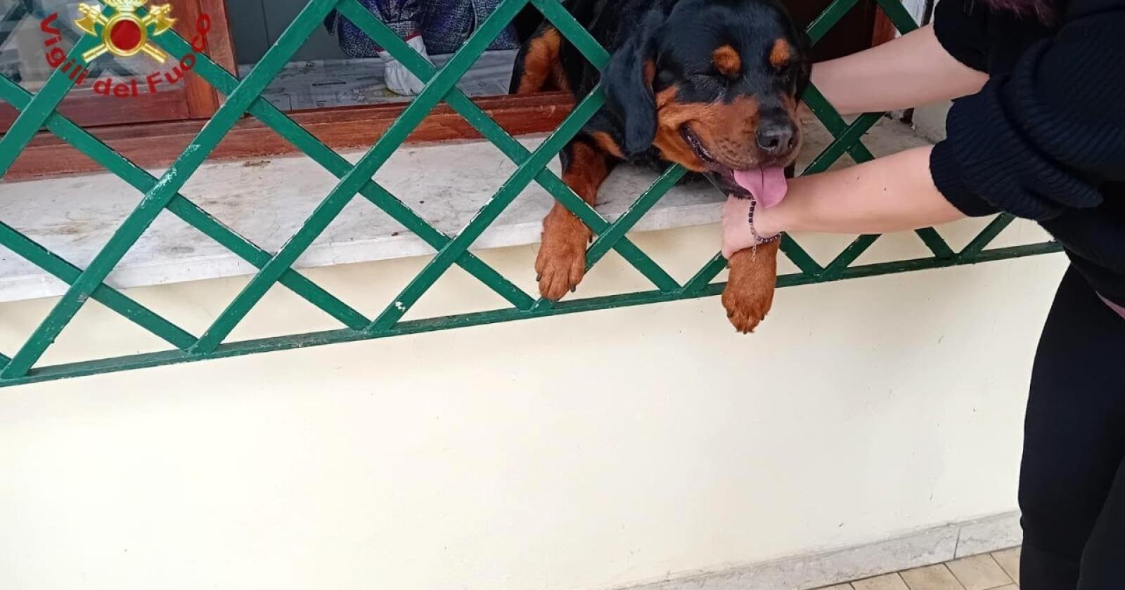 Il cuccioli s'incastra con la testa nella ringhiera: salvato