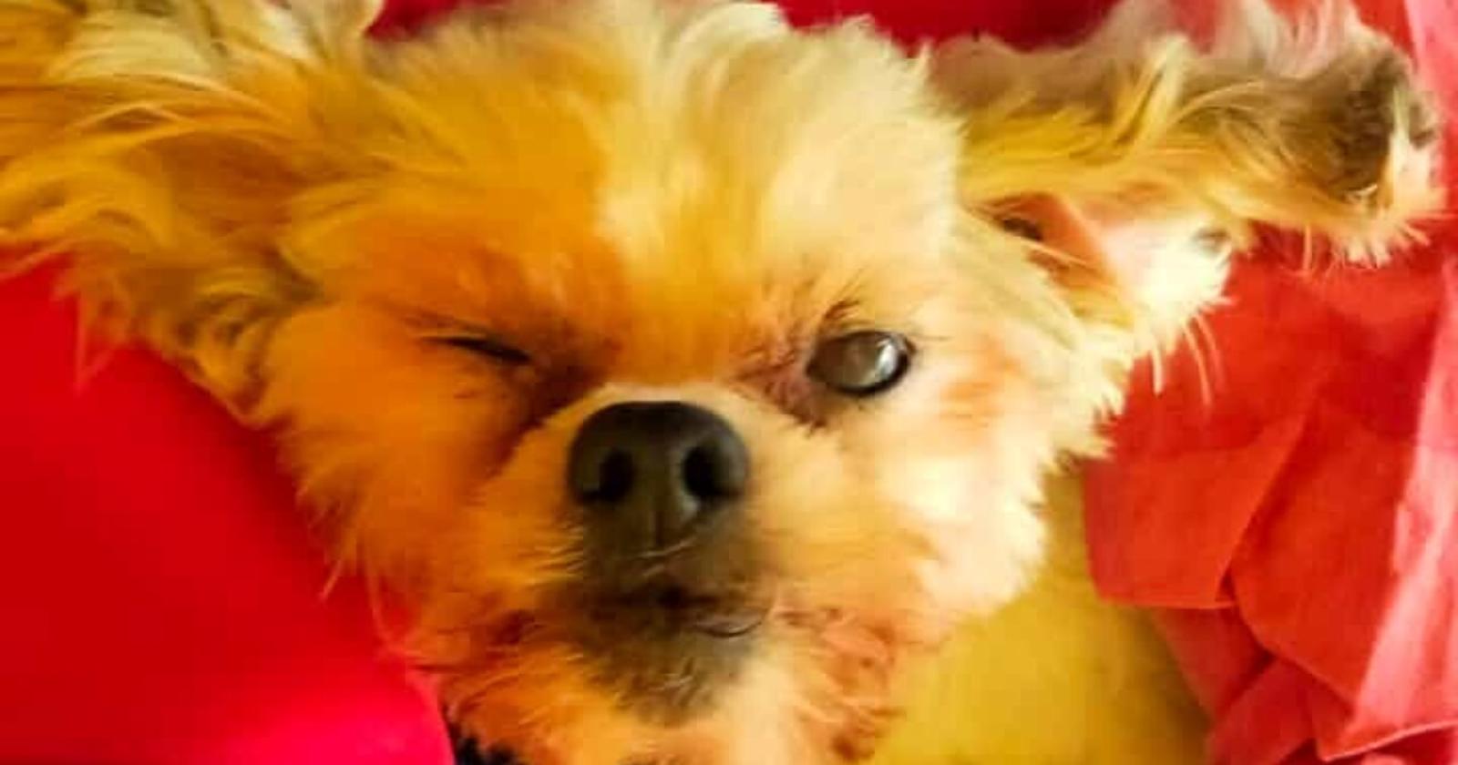 Un tragico episodio di crudeltà animale a Ponzano Veneto: la cagnolina gettata dall'auto non ce l'ha fatta