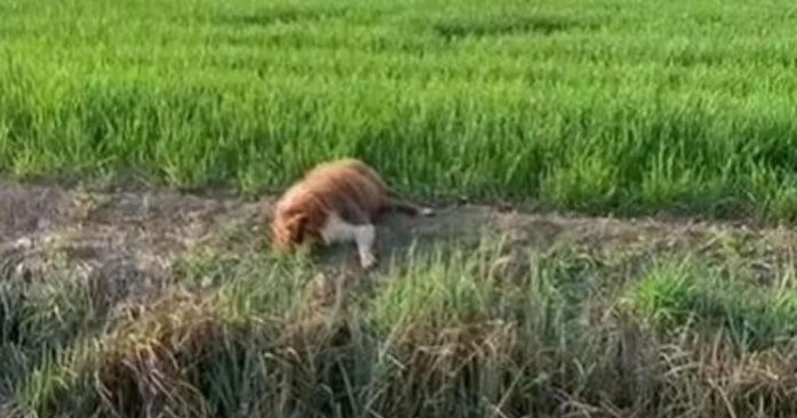 Uccide un cane per strada e lo confessa