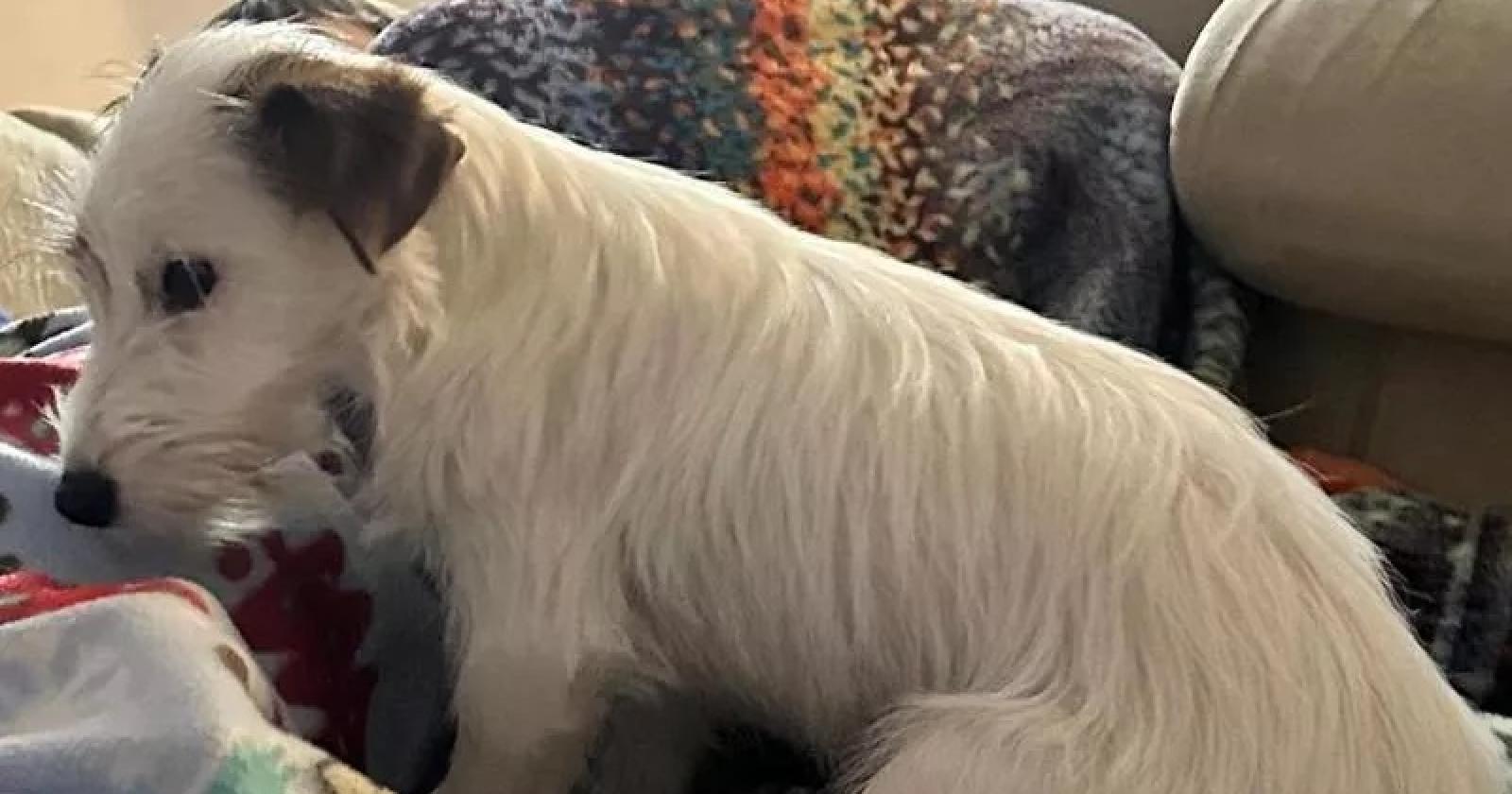 Cani avvelenati a San Giorgio delle Pertiche: un atto di barbarie nell'ombra della notte