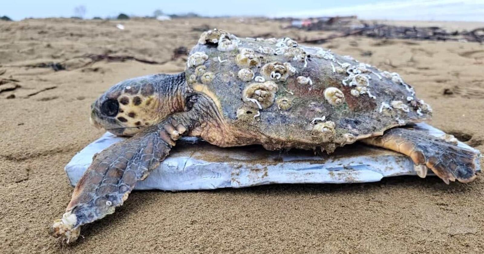 Due Tartarughe Marine a Bibione: Un Incontro Raro e Prezioso