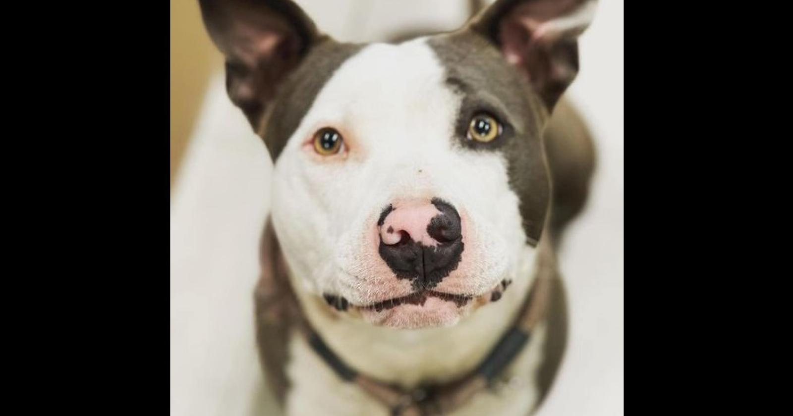 Ladri di cani: hanno rubato Kira