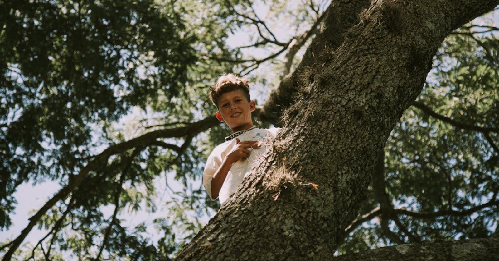Vietato arrampicarsi sugli alberi ad Oderzo: tra sicurezza e libertà di espressione