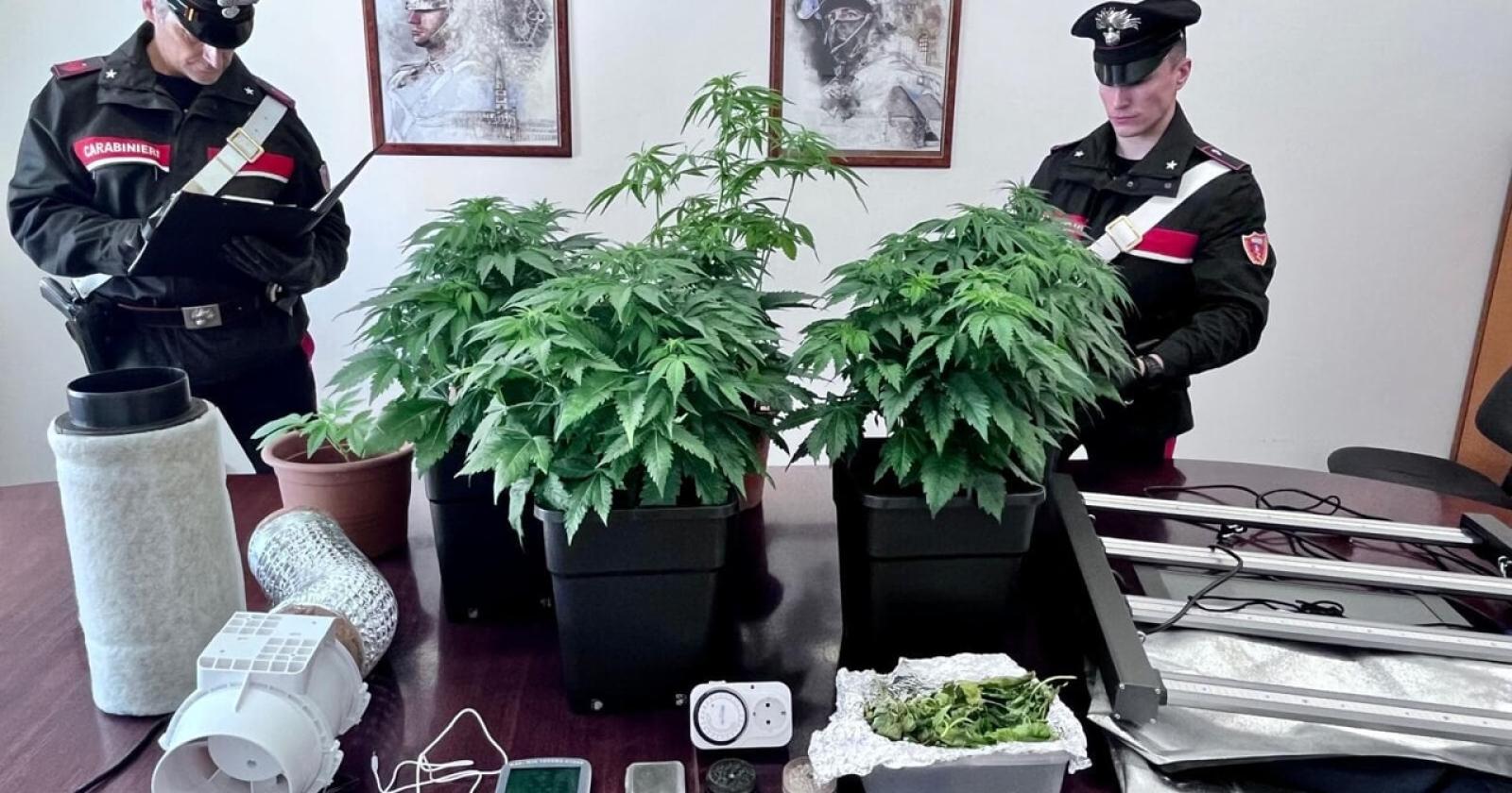 Una lite tra vicini svela una piantagione di marijuana a Selvazzano