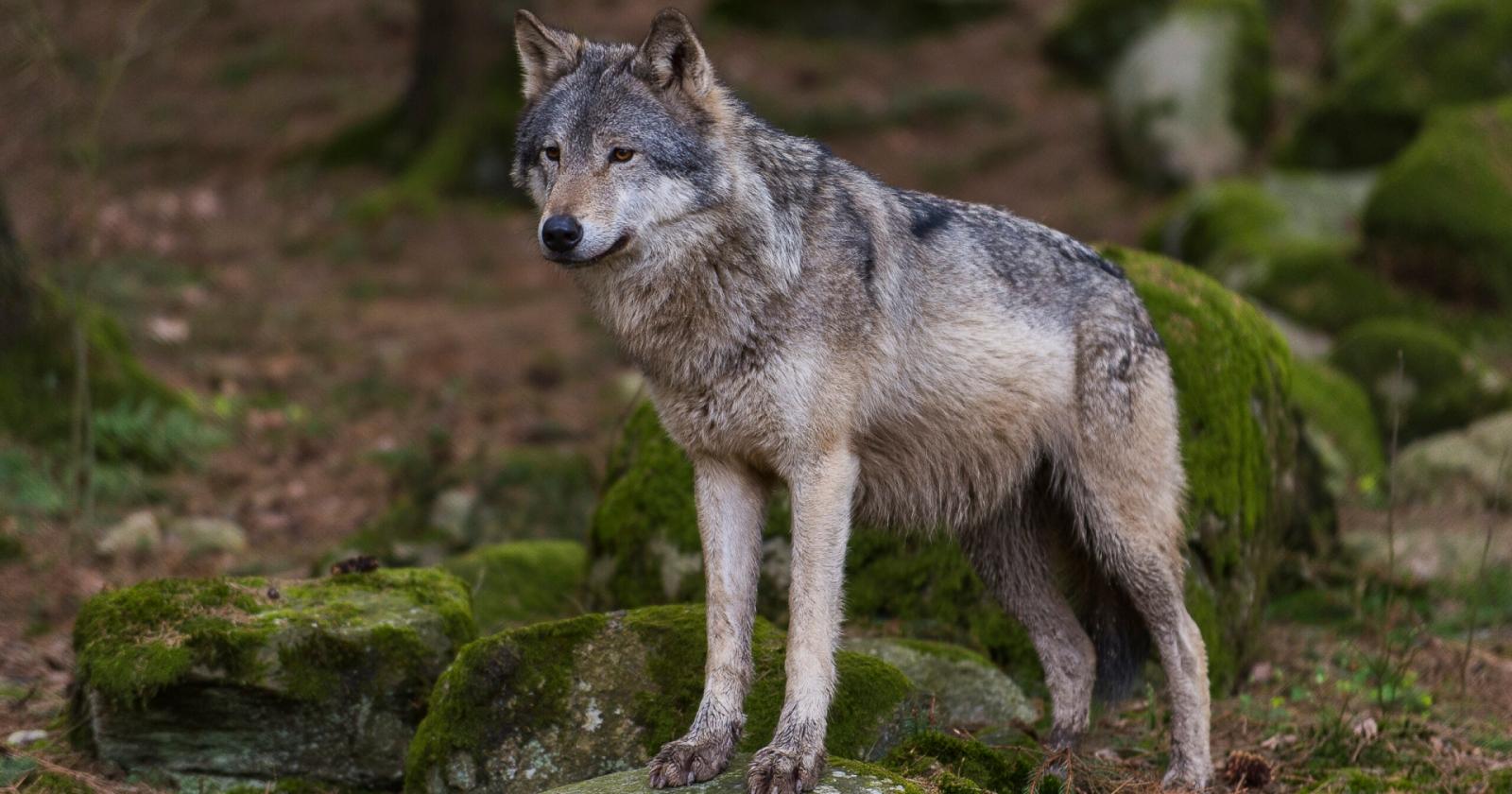 Faccia a faccia con il lupo: un incontro ravvicinato che fa riflettere sulla convivenza uomo-natura