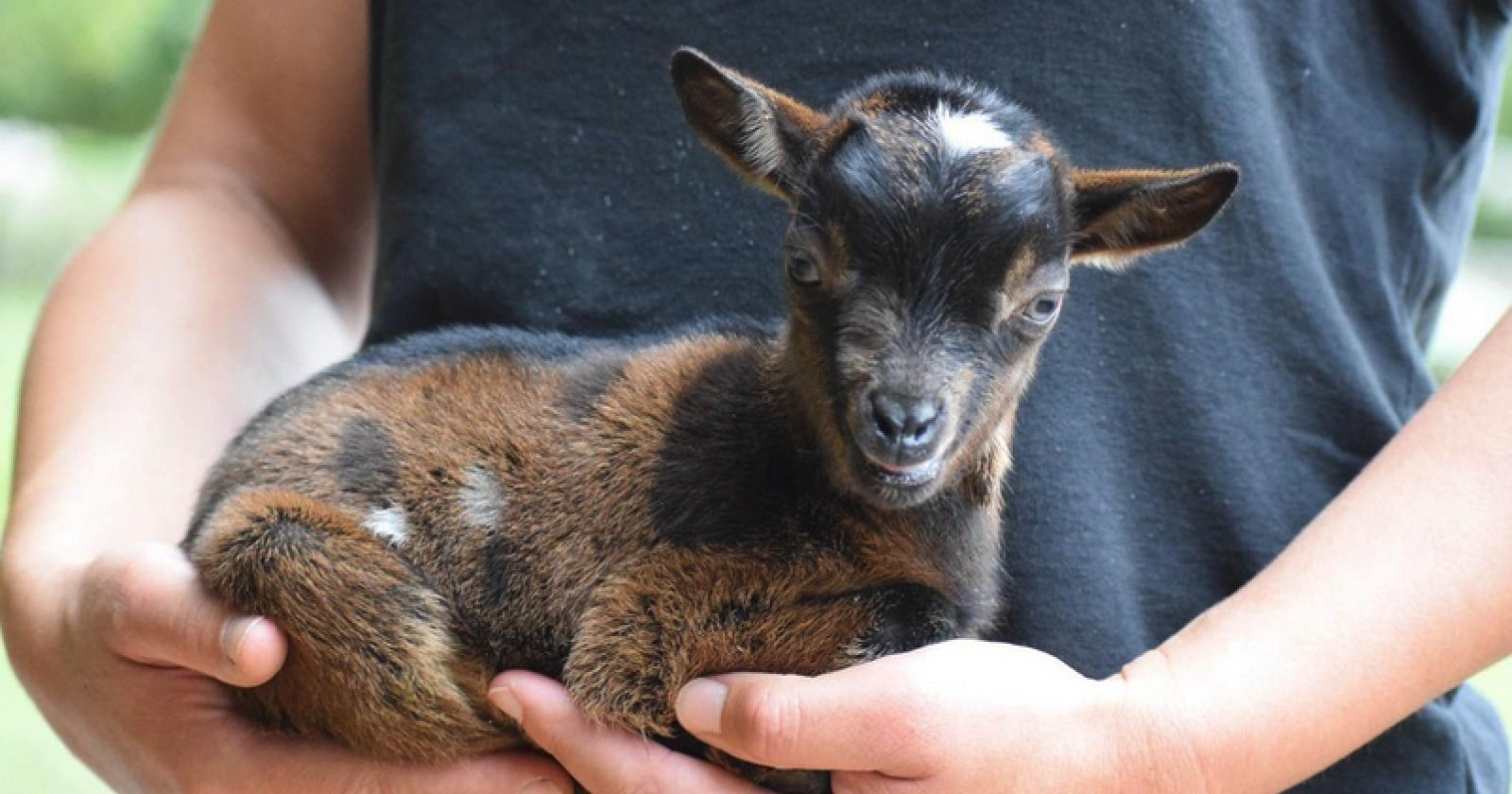 Rubate le caprette dei bimbi: George e Milady, le mascotte dell’asilo di Tezze di Piave, scomparse nel nulla