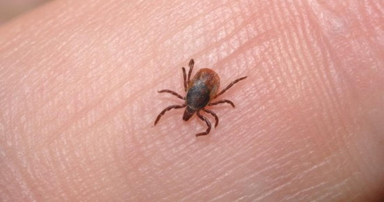 Zecche e Malattie: Un Allarme Silenzioso nelle Montagne Veronesi
