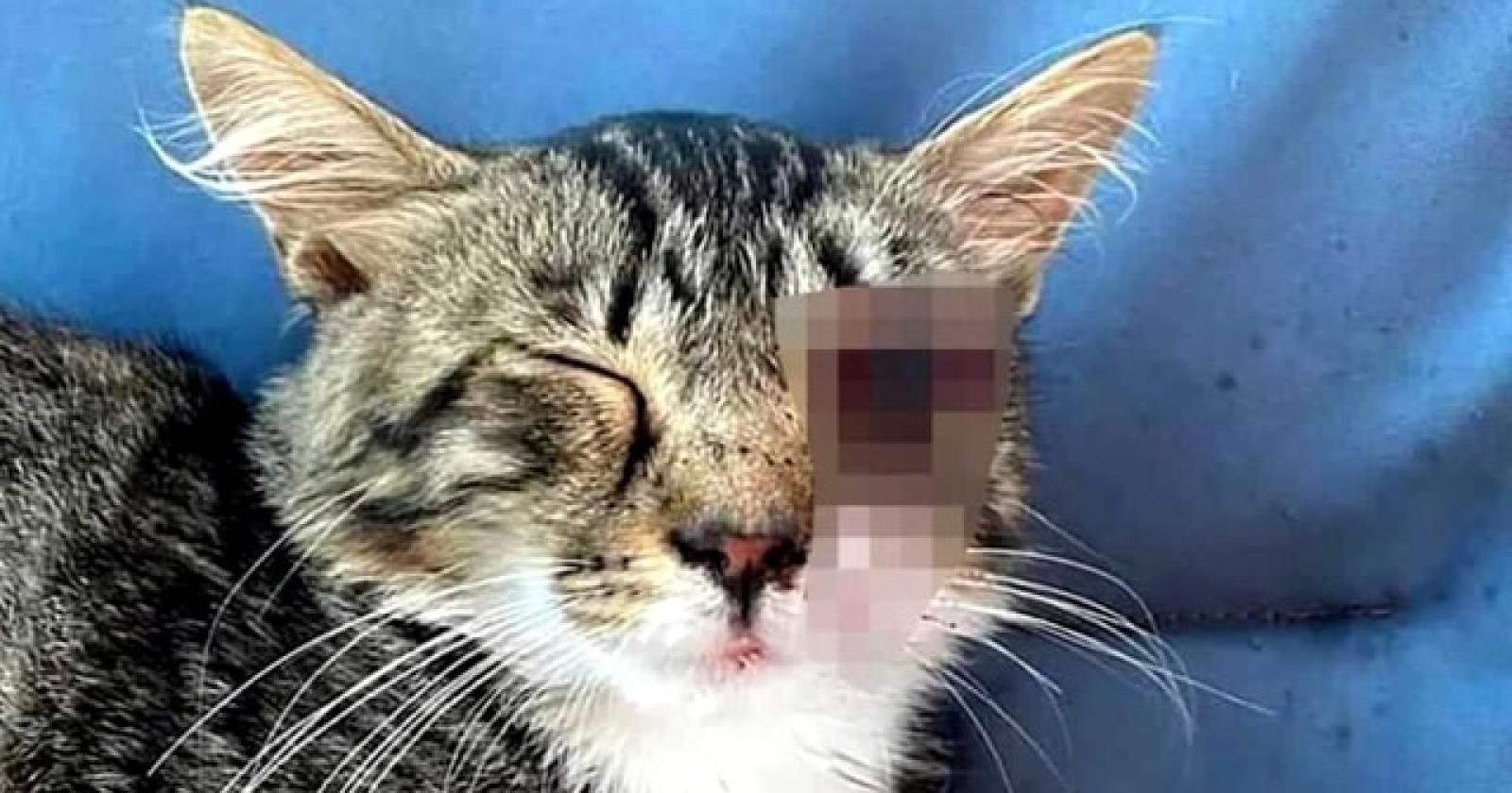 Orrore a Villorba: gattina perde un occhio trafitto da un bullone, taglia di 3mila euro sui responsabili