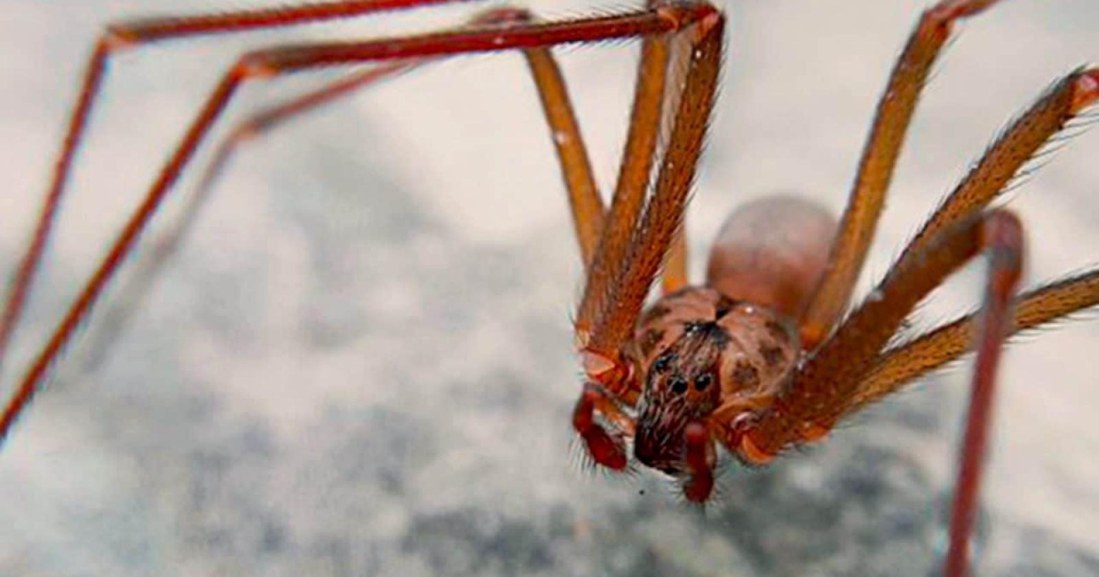 Ragno violino: un morso che può cambiare la vita
