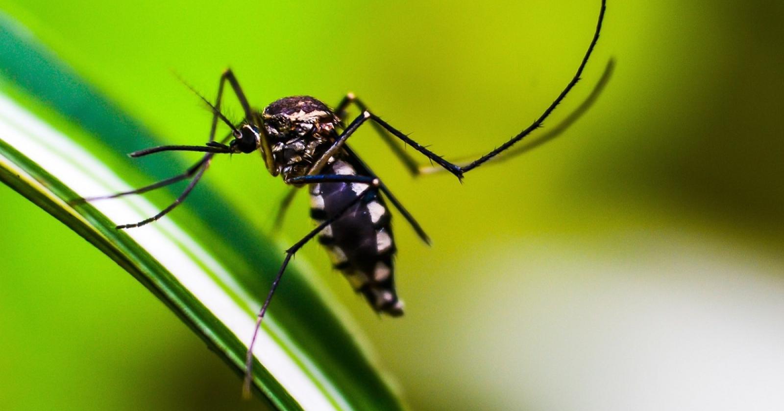 Emergenza Dengue a Cittadella: Il Terzo Caso dell'Estate 2024 in Provincia di Padova