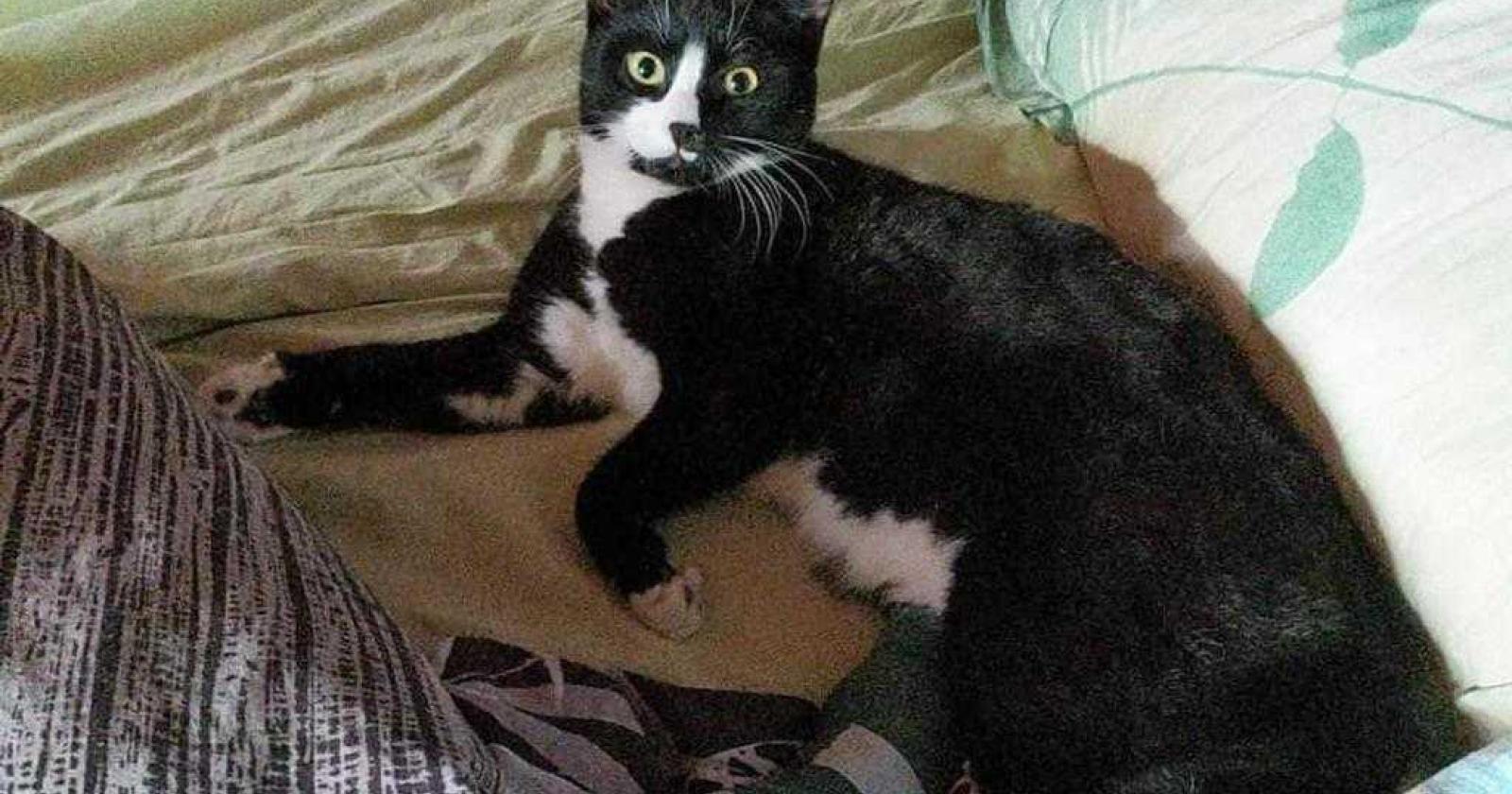 Il tragico destino di Coco, il gatto del popolo di Zevio