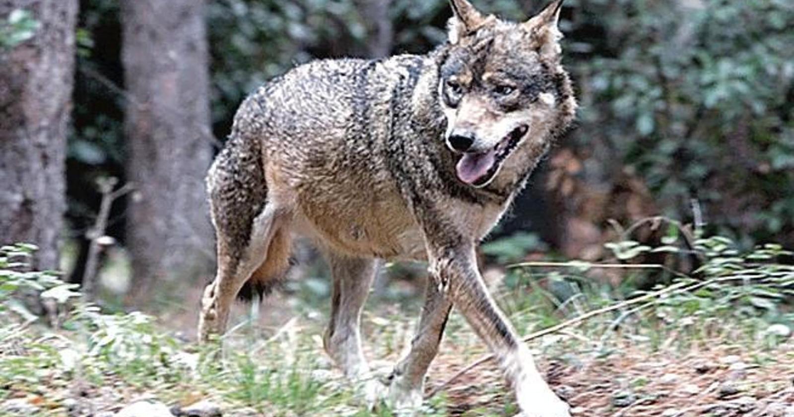 Lupo sul Montello: la paura di una famiglia e il dibattito sulla convivenza con i predatori