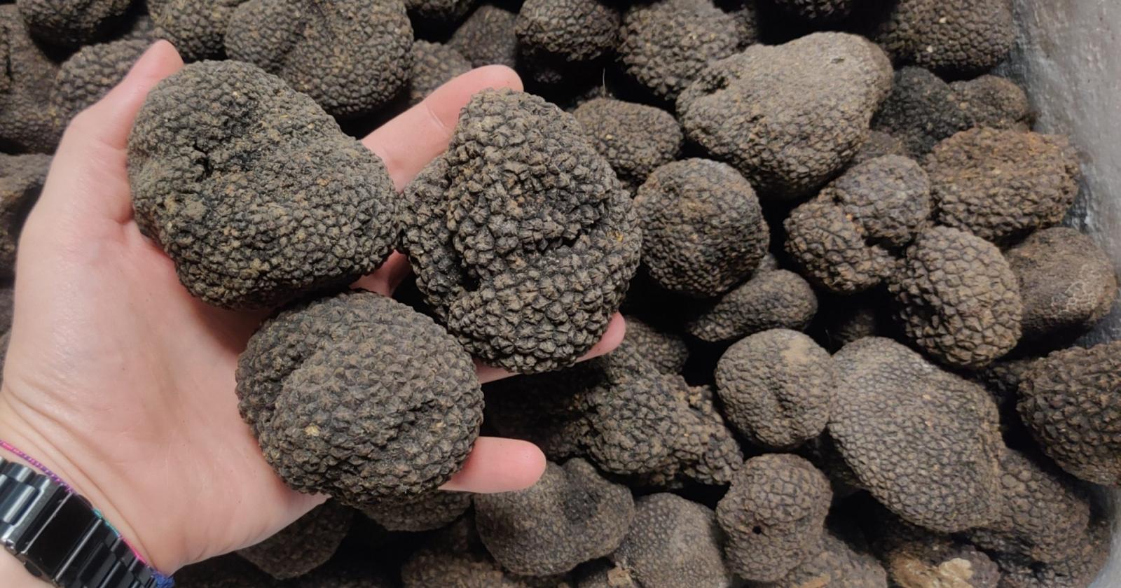 Lo sviluppo passa anche attraverso il tartufo
