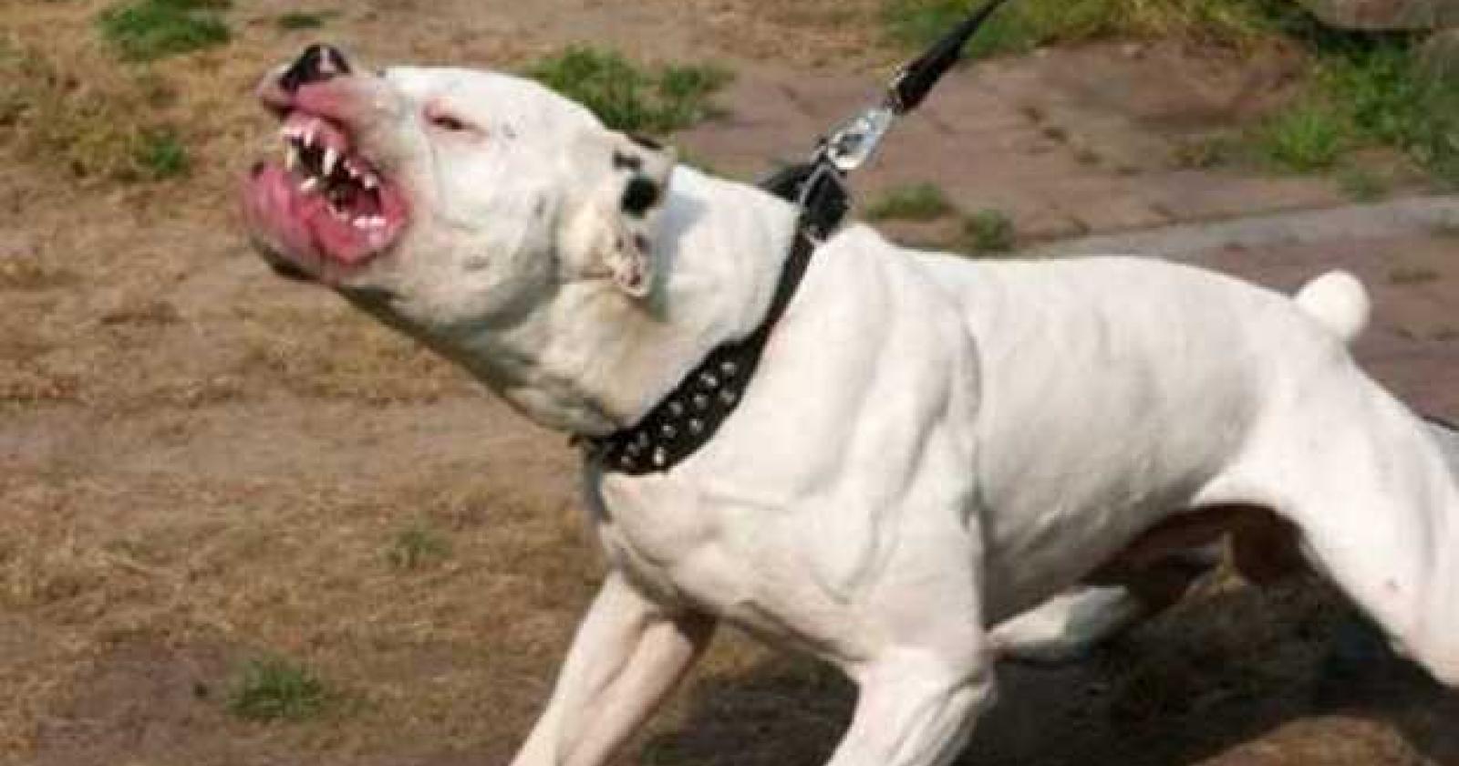 Cani liberi aggrediscono tutti: terrore e un ferito