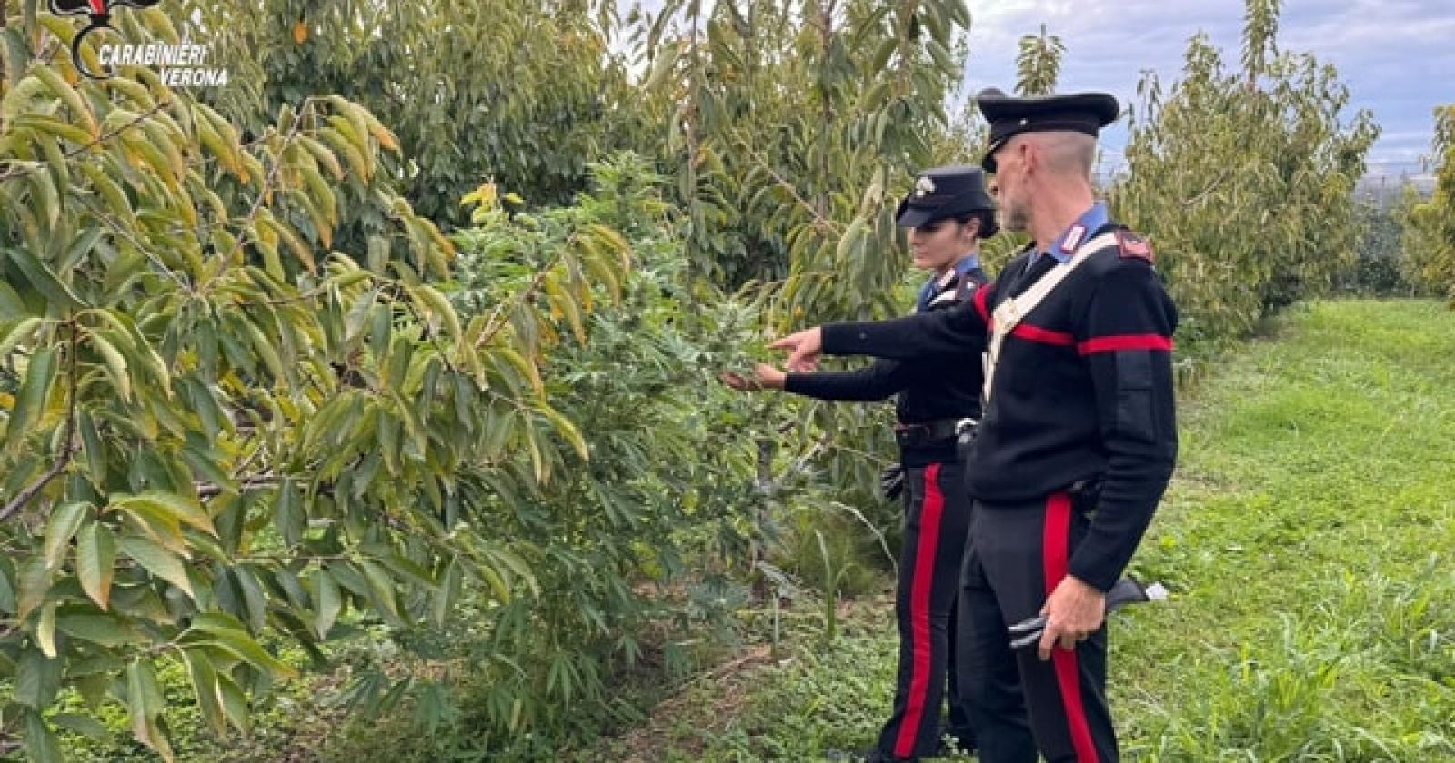 Sorpreso a coltivare marijuana nell'orto di casa: arrestato un 28enne a Colognola ai Colli