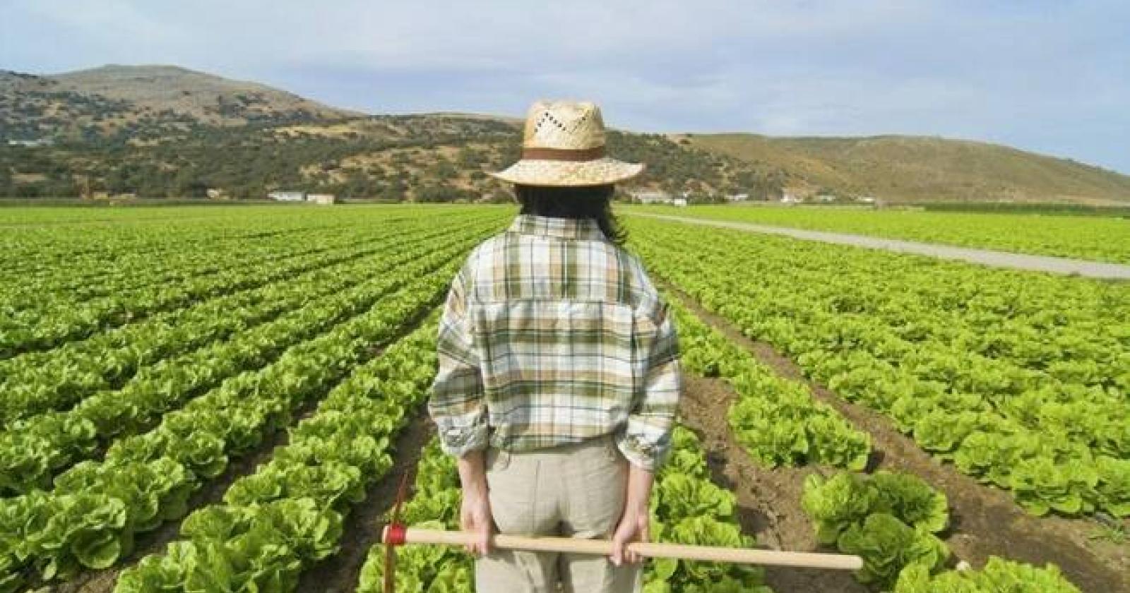 Tirocinio retribuito in agricoltura, selezioni al via