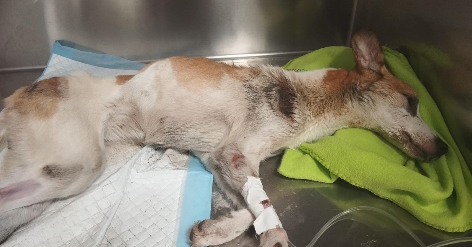 Torturata, ferita, affamata e lanciata dall'auto in corsa: muore