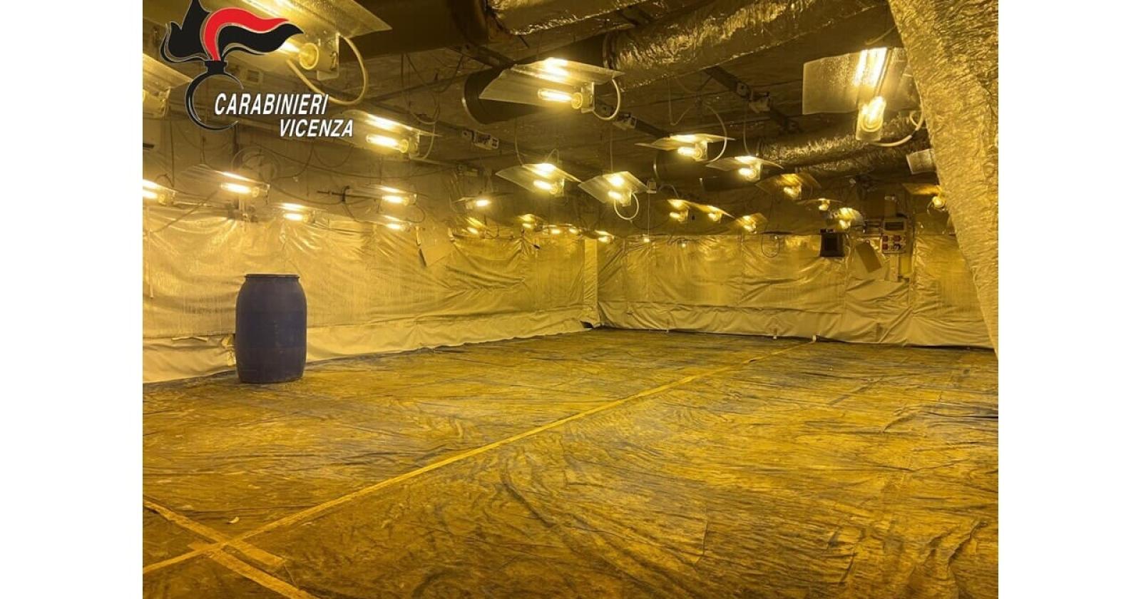 Serra di Marijuana a Camisano Vicentino: Un'Operazione che Svela il Lato Oscuro dell'Industria Locale
