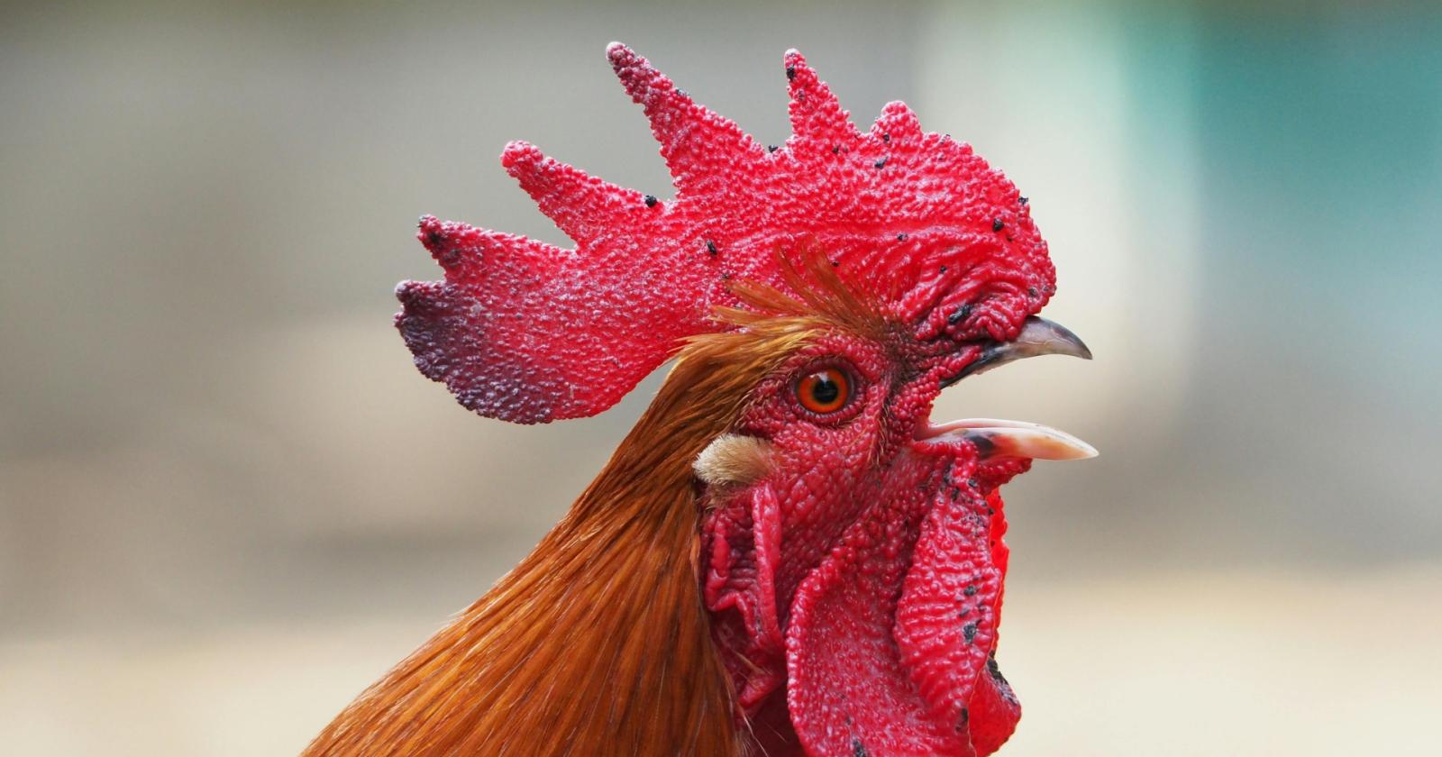 Il gallo che cantava troppo