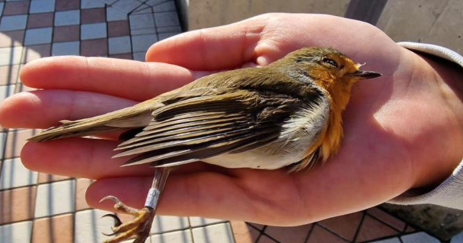 Il Viaggio Straordinario del Pettirosso: Dalla Finlandia a Schiavon, una Storia di Natura e Resilienza