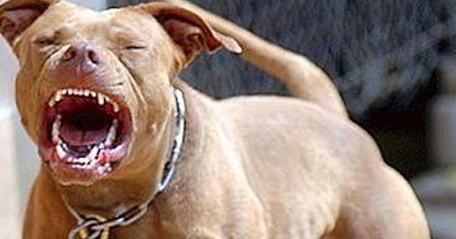 Due pitbull in fuga seminano il panico: feriti