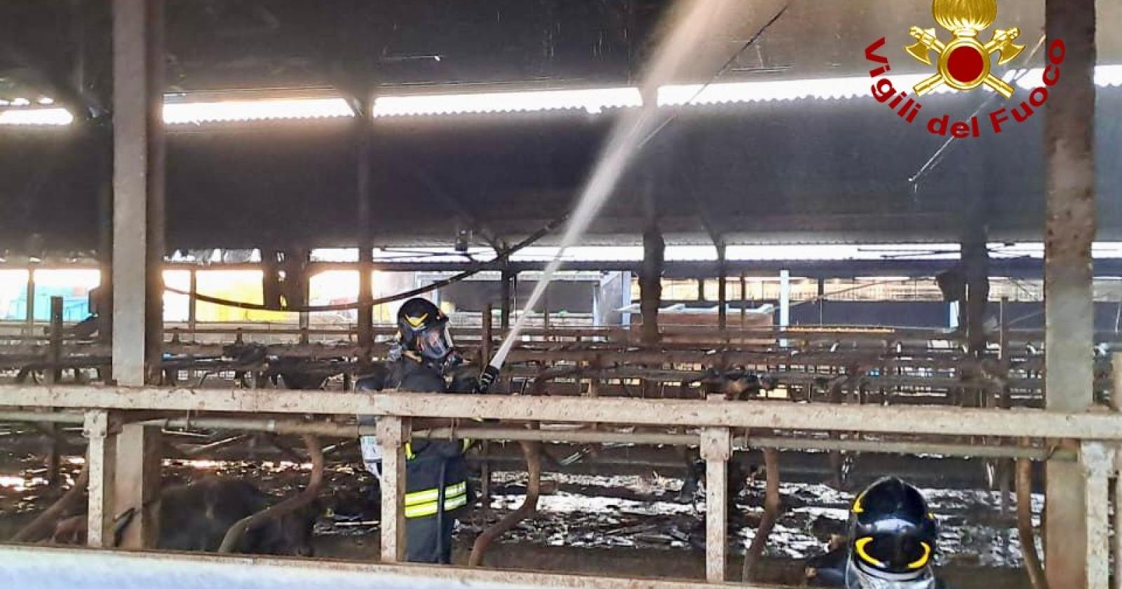 Tragedia alla Gomiero Farm: un incendio devastante scuote Limena