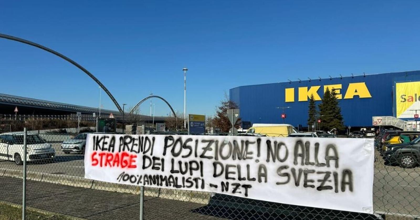 Blitz Animalista all'Ikea: La Controversia sulla Caccia ai Lupi in Svezia 