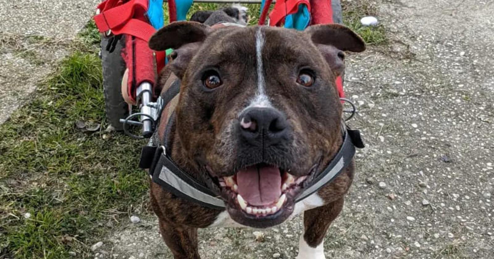 La rinascita di Dado: un amstaff abbandonato che trova speranza e amore