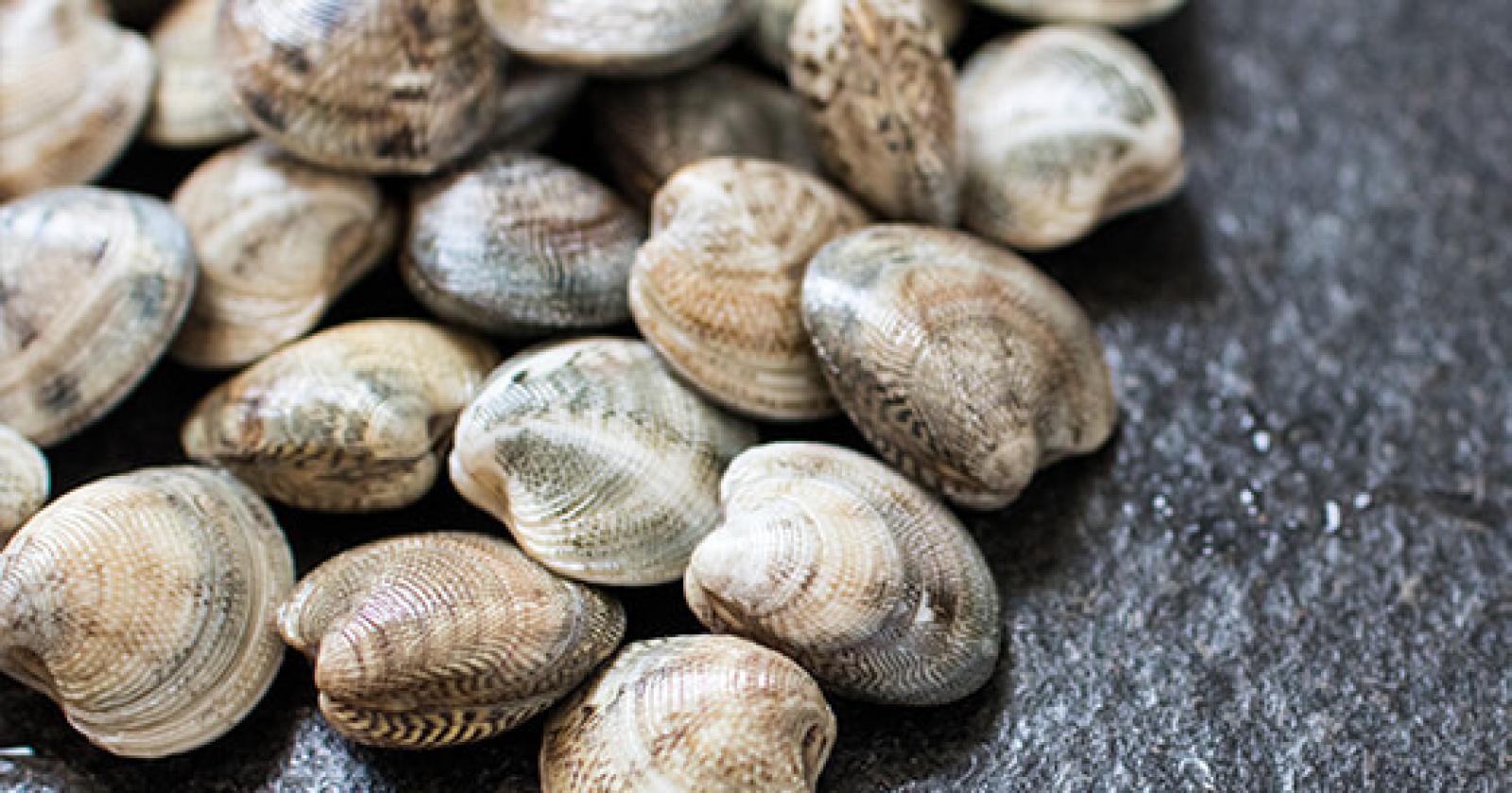 Moria di vongole, è colpa di un'alga