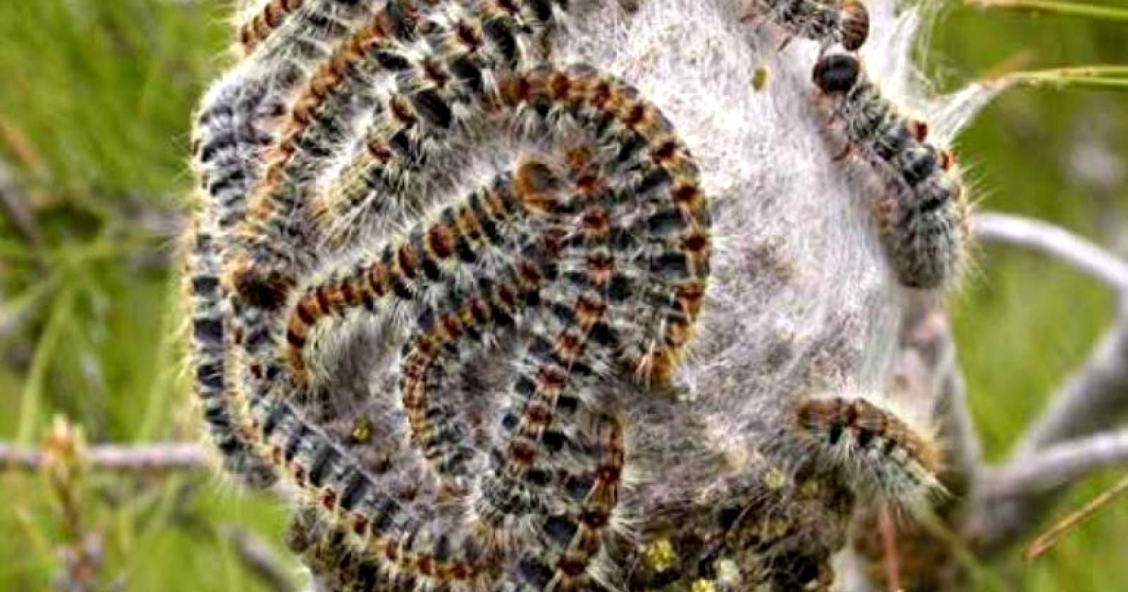 E' già allarme processionaria