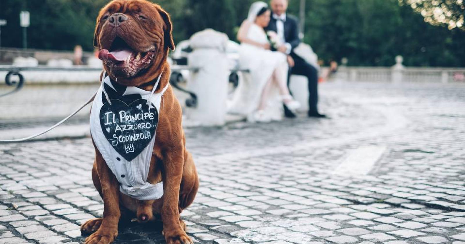 Il Cane Protagonista: La Nuova Tendenza dei Matrimoni Italiani