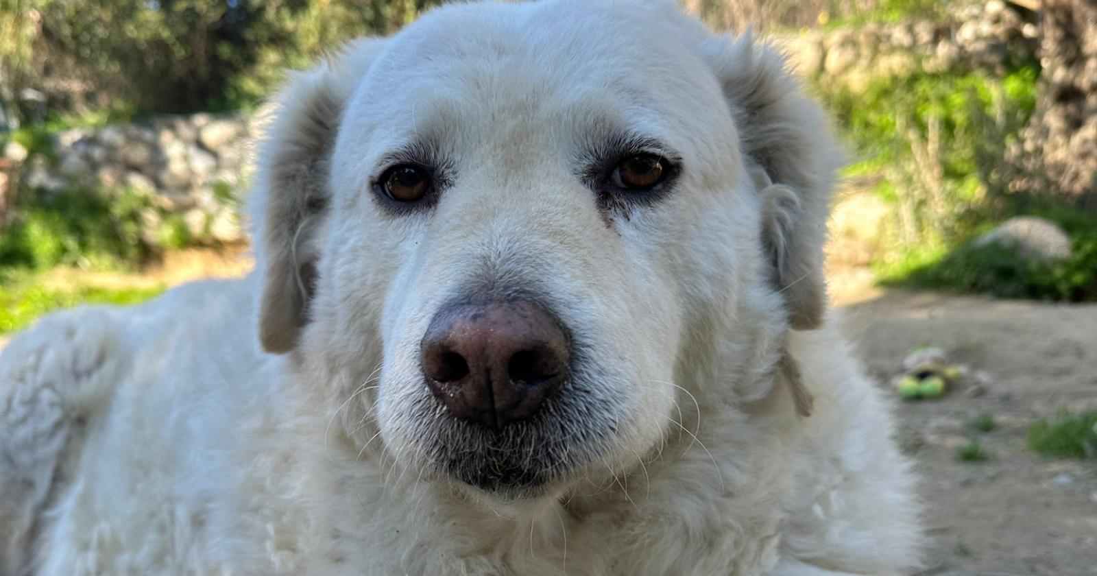 Per San Valentino, salva un cucciolo!