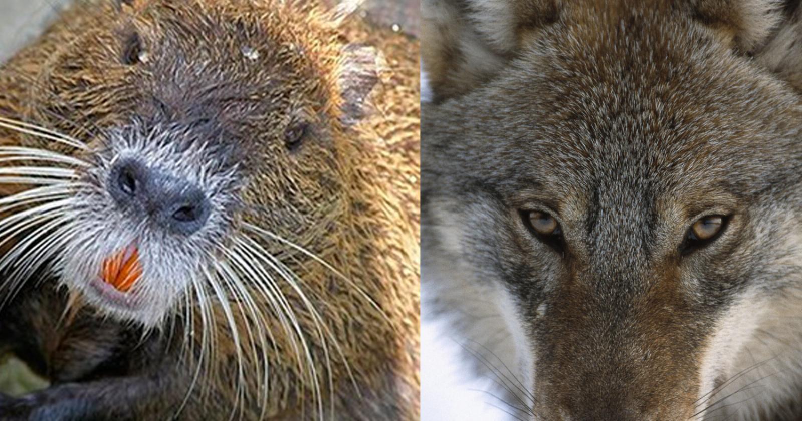 “Lupi e nutrie, nemici da contrastare"