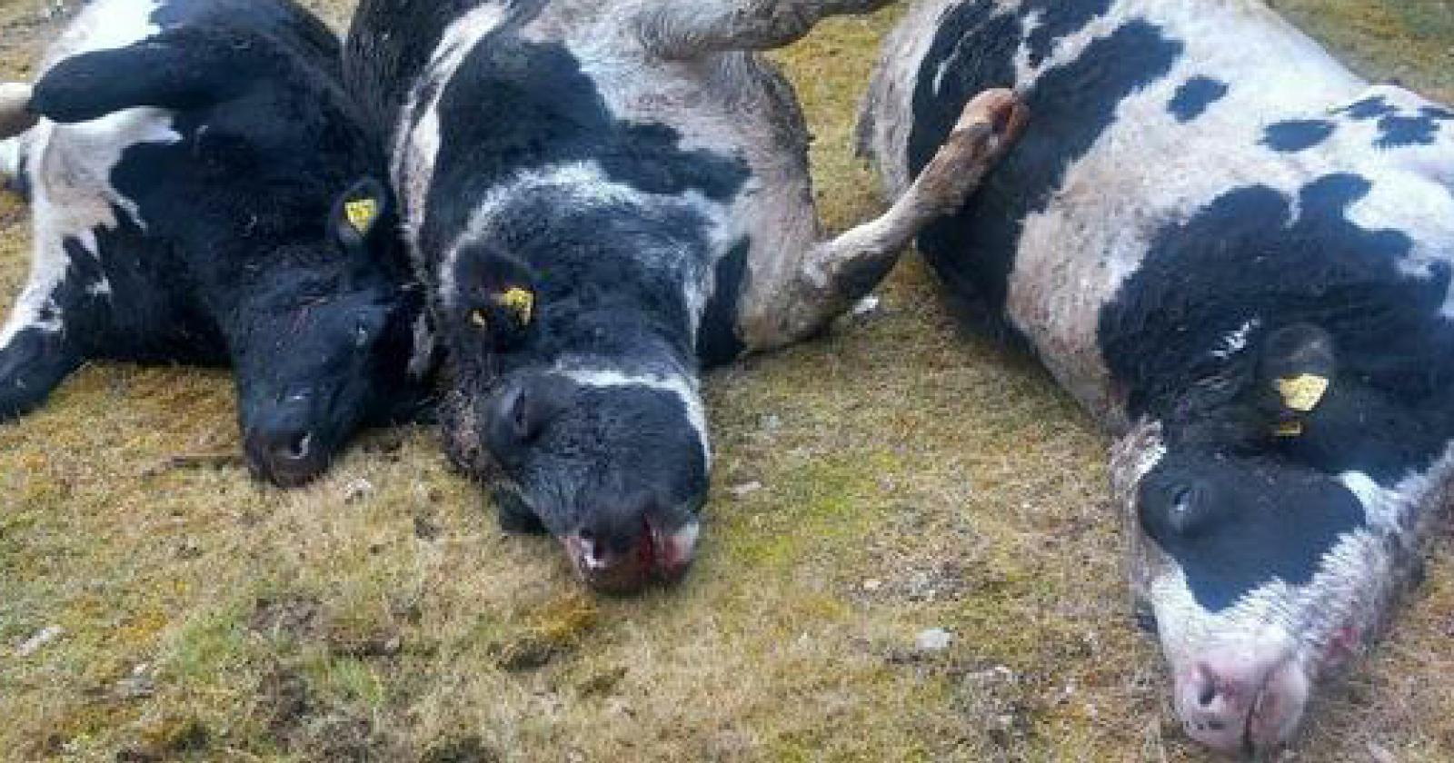 Lupi in Friuli Venezia Giulia: una convivenza difficile tra natura e agricoltura