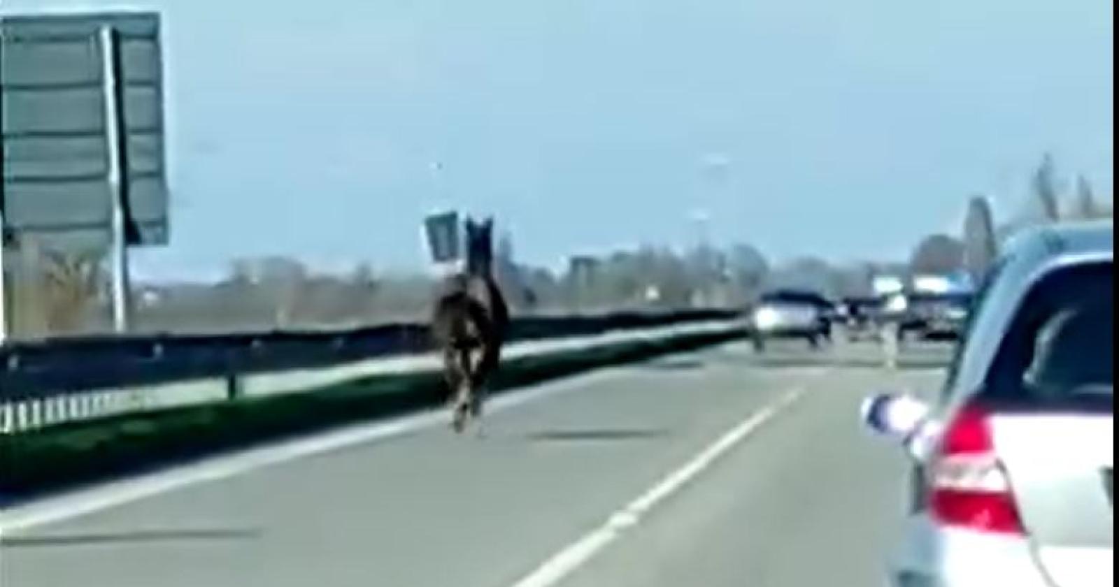 Cavallo impazzito corre per la Romea