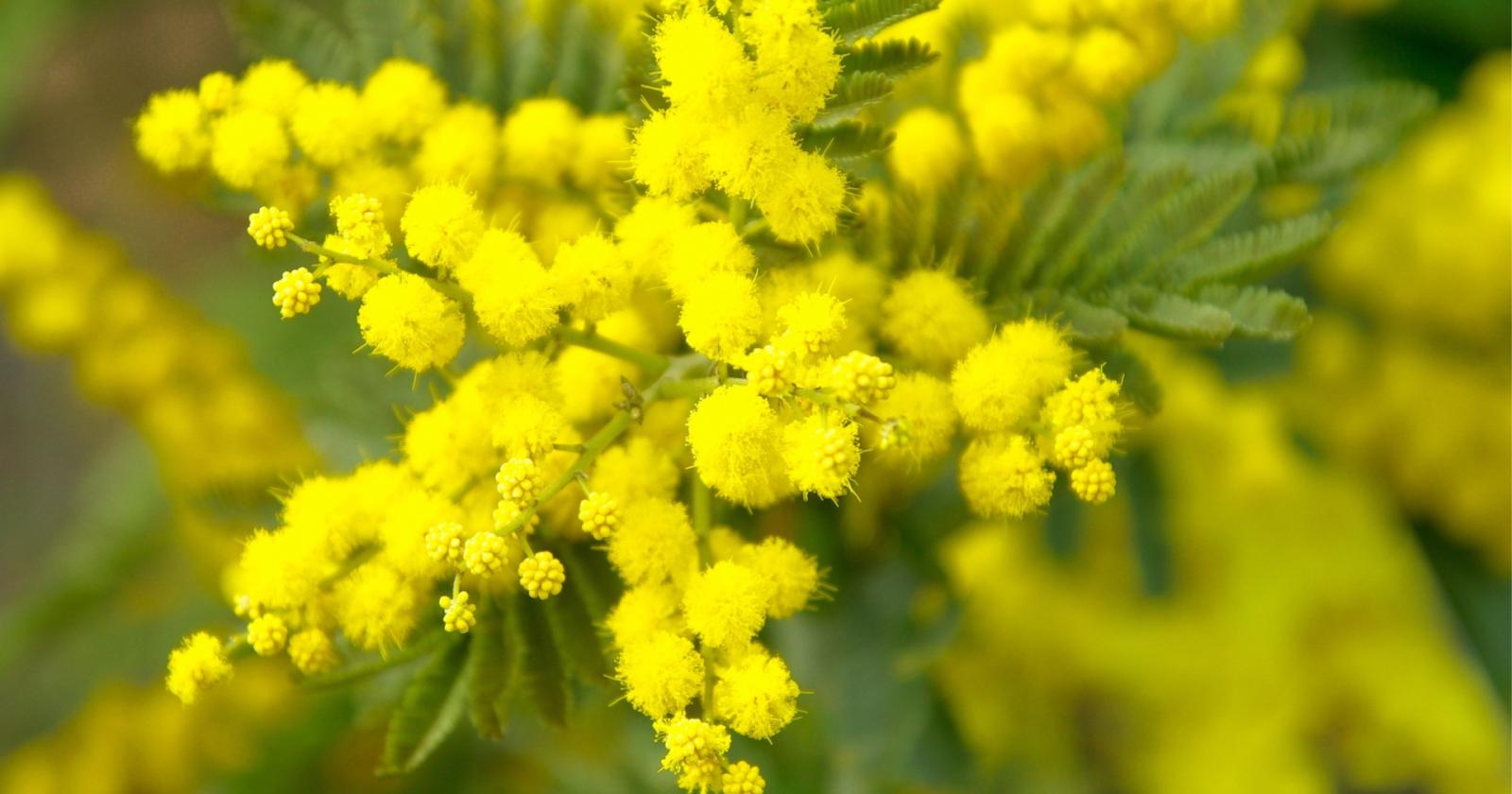 La mimosa