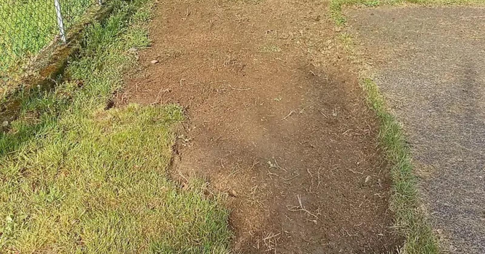 Furto di Erba a Sant’Urbano: Un Paradosso Verde nel Cuore del Veneto