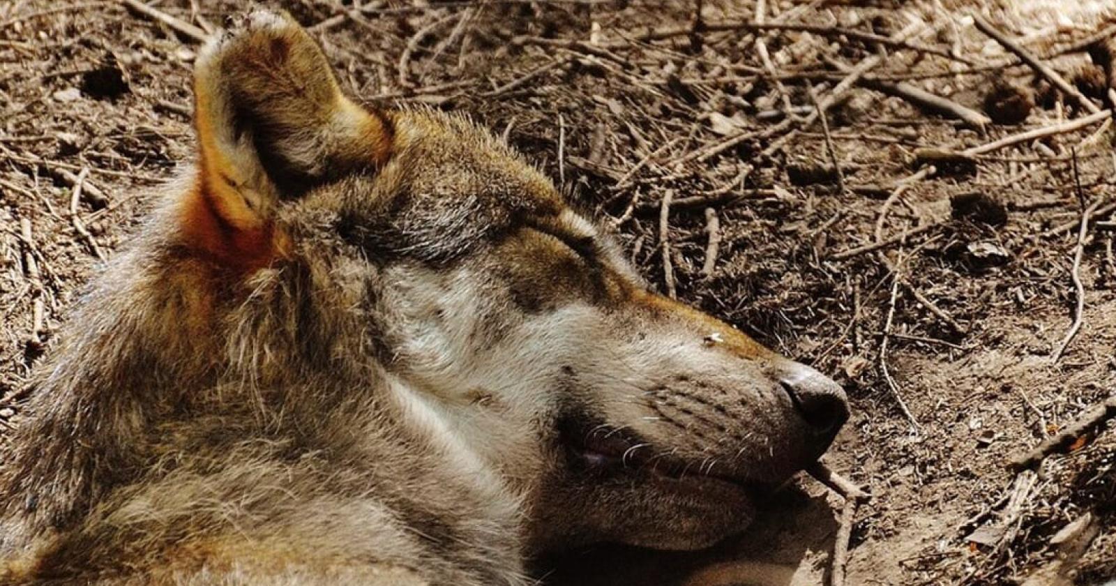 Lupo investito sulla Transpolesana: un tragico simbolo della convivenza difficile tra uomo e natura