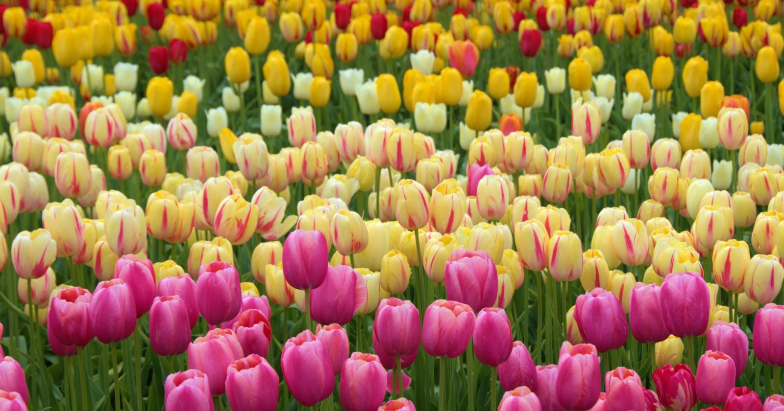 Arriva la primavera con Bologna in Fiore