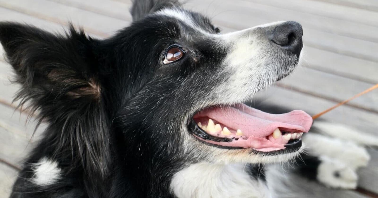 Violenza a Malborghetto: Cane Ferito da un Colpo di Carabina, Comunità Sconvolta