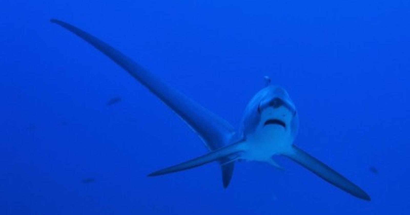 Squalo volpe da record: la sfida epica al largo di Porto Levante