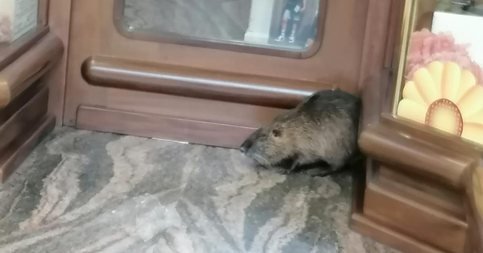 Caccia alla nutria in centro, presa
