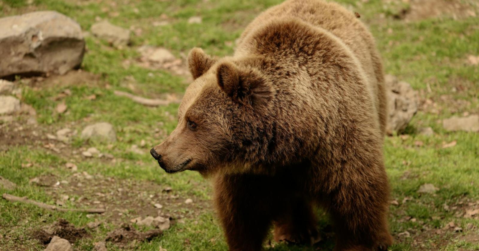 orso in cerca di cibo nel bellunese: allarme e accertamenti in corso