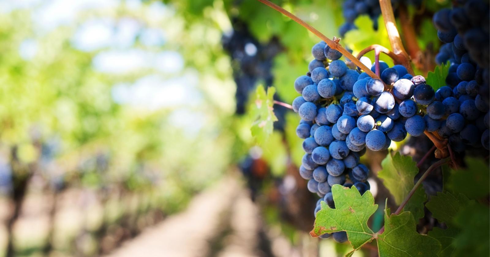 Il vino italiano sbaraglia la concorrenza