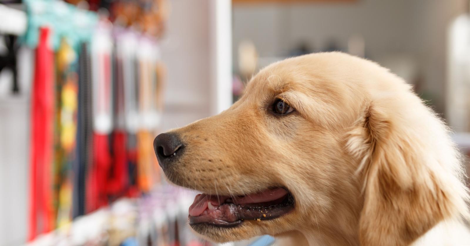 Il boom del mercato degli animali da compagnia: un settore in crescita in Veneto e oltre