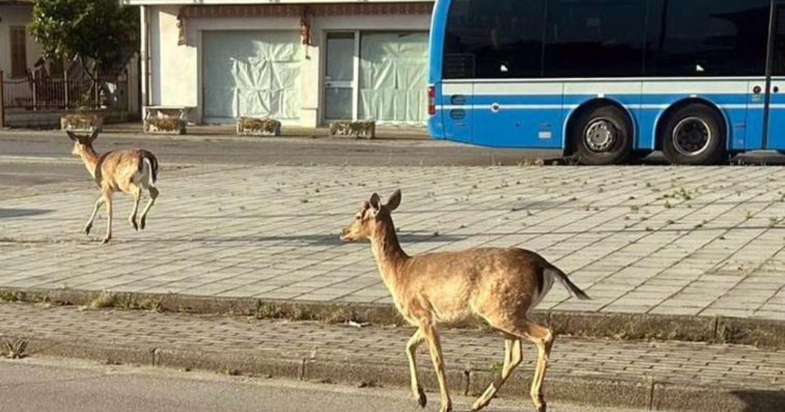 Daini in città: un'emergenza da affrontare nel Basso Ferrarese