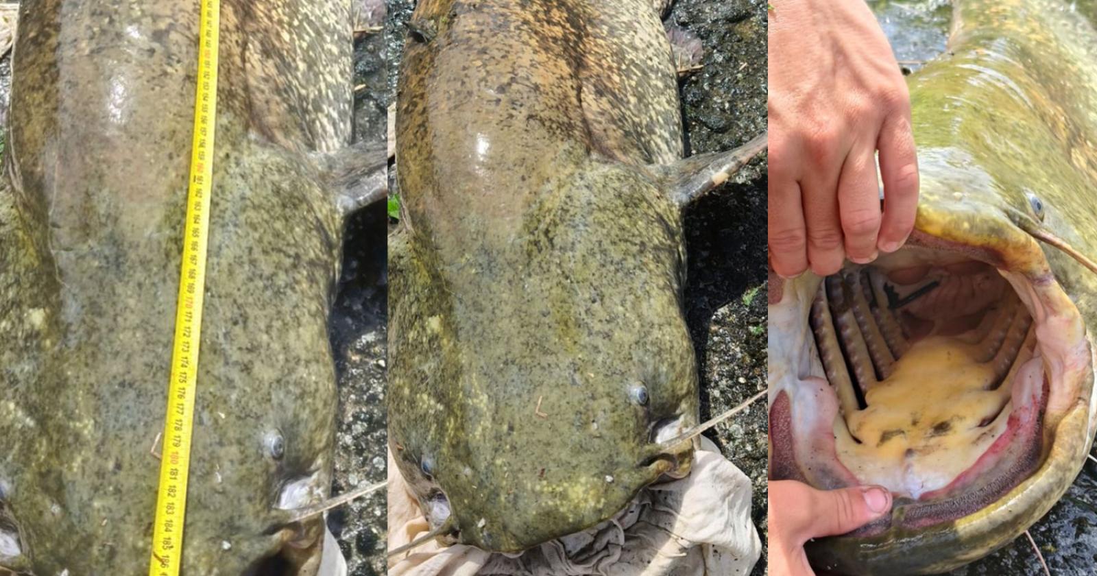 Ecco il "mostro" dell'Adigetto