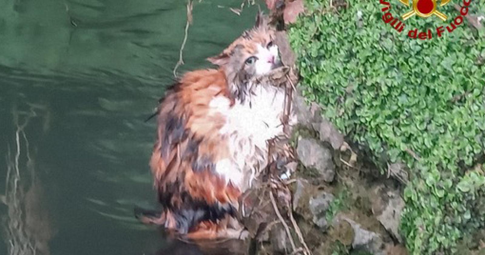 La fuga di Camy: una gatta coraggiosa sfida il Bacchiglione per evitare il veterinario