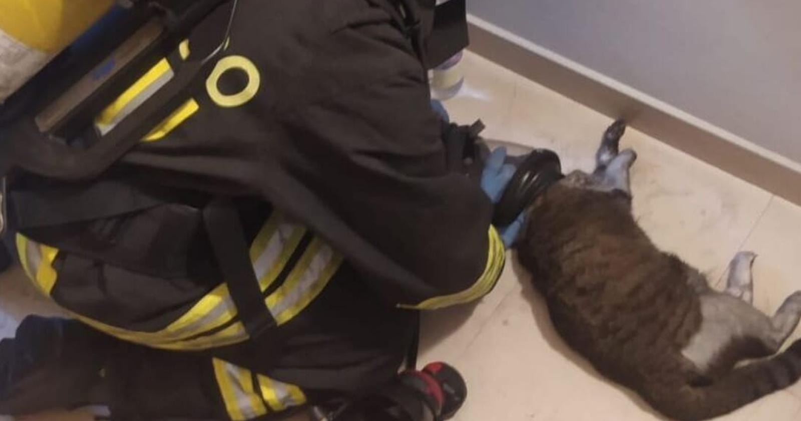Un salvataggio eroico: i vigili del fuoco di Verona rianimano un gatto intossicato in un incendio