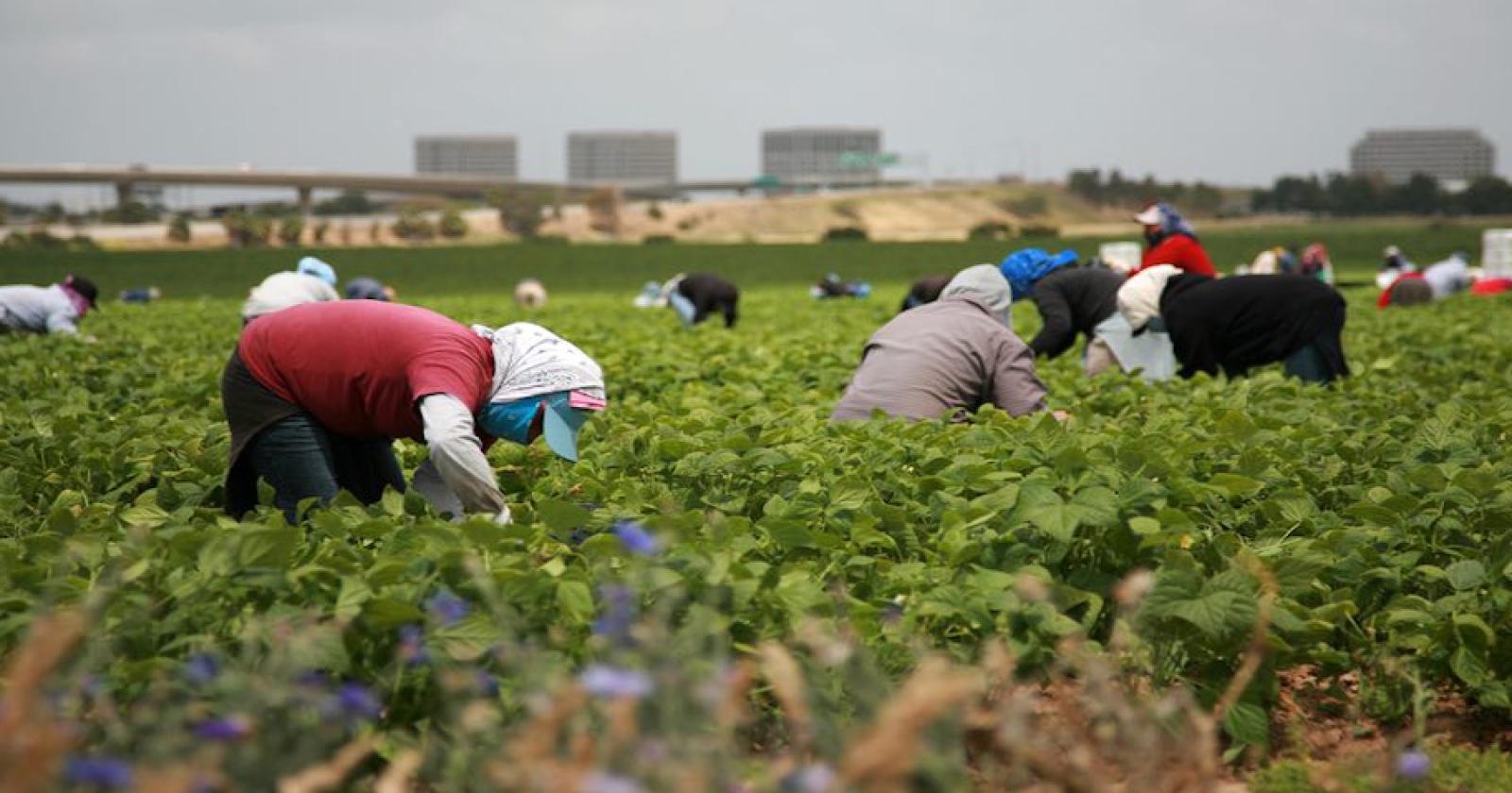 Nei campi, solo braccianti clandestini non in regola